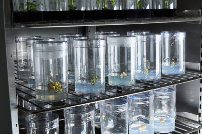Neoplants bioengineers houseplants to use them as air purifiers